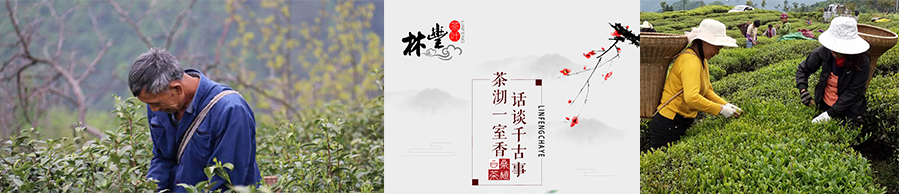 張家界林豐茶葉開發(fā)有限公司,張家界茶葉開發(fā),茶葉種植,桑植白茶加工,帥湘紅銷售